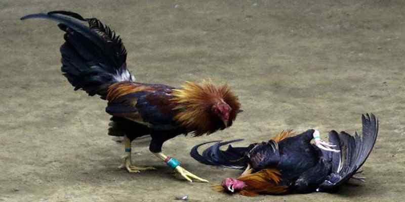 Đá Gà Thomo - Luật Và Kinh Nghiệm Chơi Luôn Thắng 2024 3 Hình thức cược đá gà Thomo phổ biến