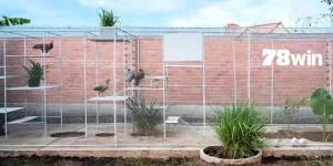 cách làm chuồng chạy cho gà đá 78win