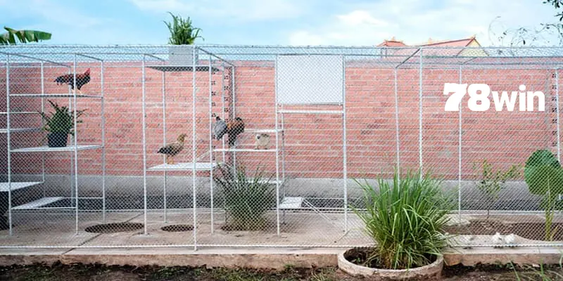 cách làm chuồng chạy cho gà đá 78win